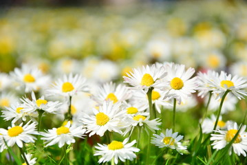 Beautiful daisies flowers