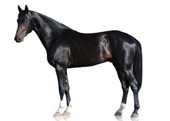 Fototapeta na wymiar The black sport horse standing isolated on white background. side view