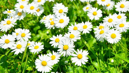 Fototapeta premium Beautiful daisies flowers
