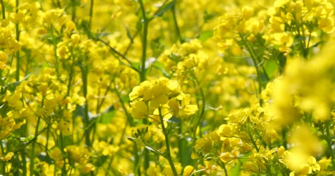 Canola field at sunny day.