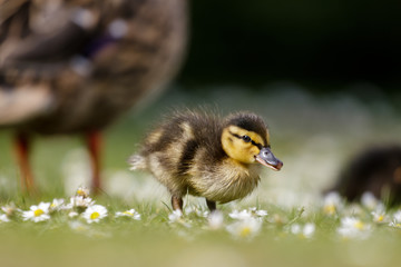 Mallard ducklings (Anas platyrhynchos) grazing feeding among daisies with adult parent behind