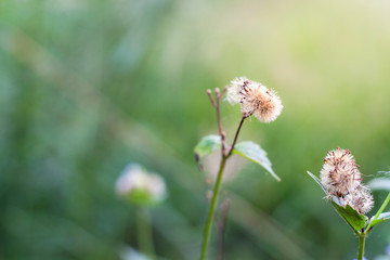Forest meadow with wild grasses,Macro image with small depth of field,Blur background