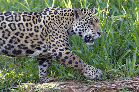 Young Jaguar (Panthera onca) on a riverbank, Cuiaba river, Pantanal, Mato Grosso, Brazil