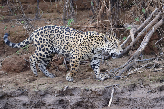 Young Jaguar (Panthera onca) walking on a riverbank, Cuiaba River, Pantanal, Mato Grosso, Brazil