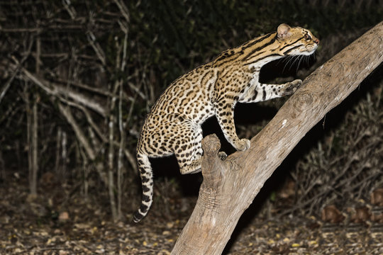 Ocelot (Leopardus pardalis) at night, Pantanal, Mato Grosso, Brazil