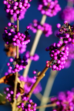 Soft blurred image of shrub Callicarpa (Lamiaceae) violet berries. Selected focus. Purple beautyberry.