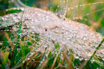 Drop on leaf with sun light