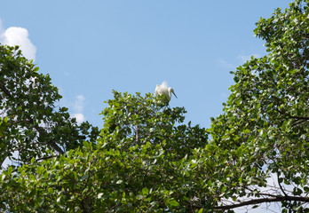 tree leaf from bottom view with small white bird