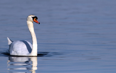 Mute Swan swimming on river Danube, Belgrade Serbia, municipalities Zemun.
