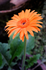 gerbera daisy close up macro texture.