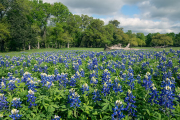 Landscape with blooming blue lupines in a meadow. Texas in the spring