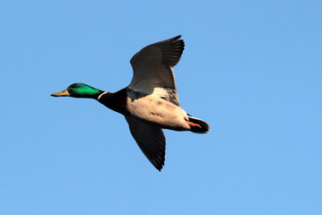 Male Mallard Duck flying above river Danube,in Belgrade,Zemun,Serbia.