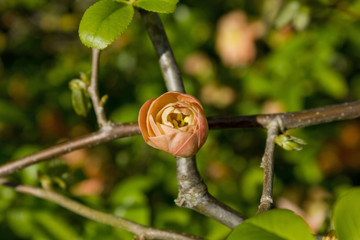 cognassier orange en fleur au printemps dans un jardin avec de la rosée