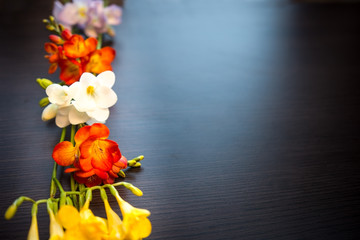 Colorful  Freesia on wooden background