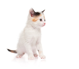 Small white kitten on white background, isolated