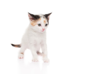 Small white kitten on white background, isolated
