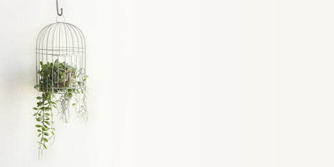 Green plant in birdcage on white background with blank space for text on right.