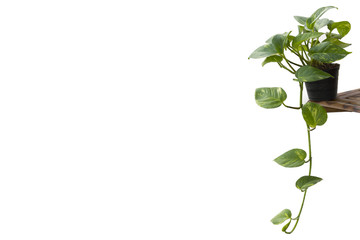Golden pothos isolate on white background.
