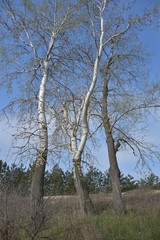 Three trees