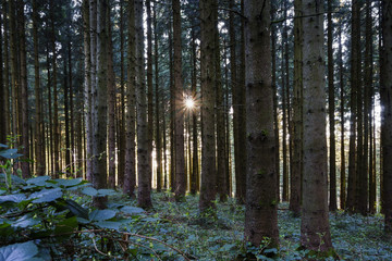 Abendstimmung im Weißtannen-Tal, Franche Comté