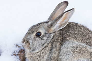 Cottontail Rabbit in Snow