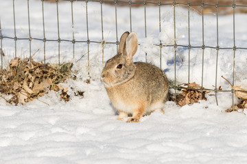 Obraz premium Cottontail Rabbit in Snow