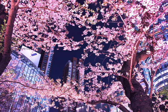 六本木の夜桜