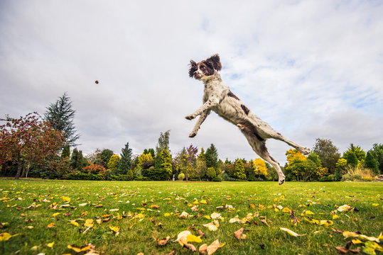 Springer Spaniel jumping to catch treat