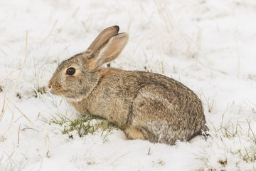 Cottontail Rabbit in Snow