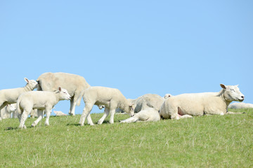 herd of sheep, sheep and lambs on meadow