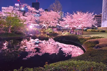 Stickers pour porte Fleur de cerisier 東京の夜桜