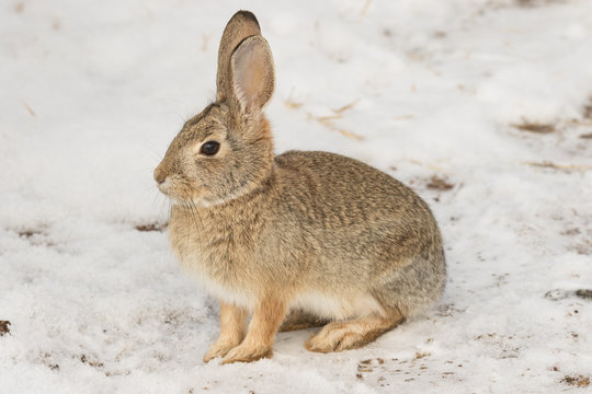 Cottontail Rabbit in Snow