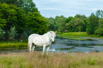 Obraz na płótnie Canvas A beautiful white horse feeding in a green pasture. Summer, concept of landscape country side