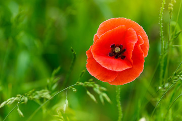 Fototapeta premium Beautiful red poppy on a green background. Flower bud is opened and can be seen stamens. Summer day at outdoor, view from above