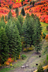 Fall Trees with Golden Leaves and Horses