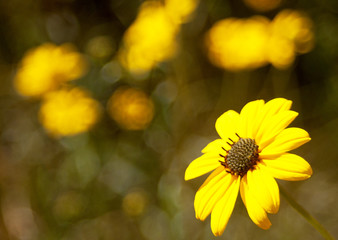 Yellow Flower