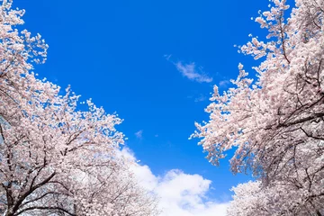 Rolgordijnen 桜イメージ © oben901