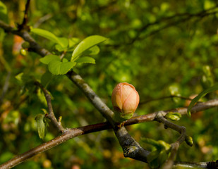 Obraz premium cognassier du japon en fleur, bourgeon avec de la rosée le matin au printemps
