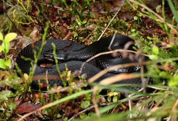 schwarze Kreuzotter ( Vipera berus ) im Moor