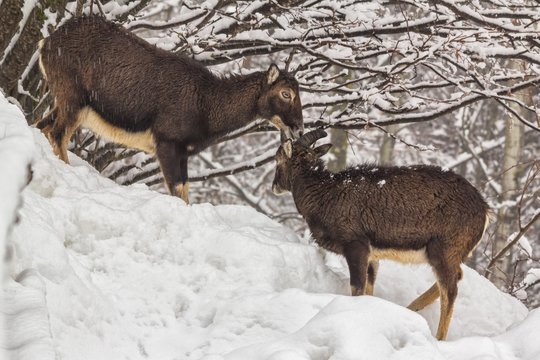 Europe, Italy, Veneto, Belluno, Agordino. Mouflon (ovis Musimon) female and young male