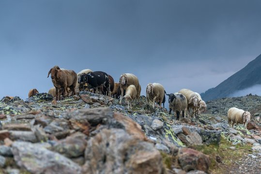 Senales/Schnals, South Tyrol, Italy. Since thousands of years the shepherd brings the sheep on the Giogo Basso (3016m) and to the summer pastures behind the Oetz Valley