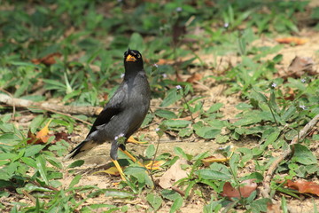 Common myna eating an insect in Malaysia