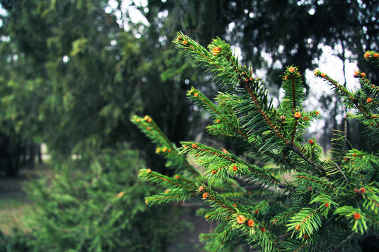 Fototapeta Beautiful pine tree branches in the forest. Nature and trees. Conifer tree.