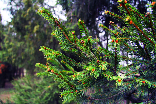Fototapeta Beautiful pine tree branches in the forest. Nature and trees. Conifer tree.