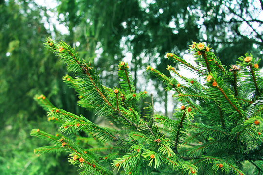 Fototapeta Beautiful pine tree branches in the forest. Nature and trees. Conifer tree.