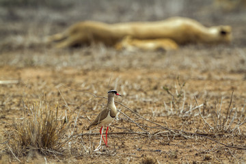 Crowned lapwing in Kruger National park, South Africa
