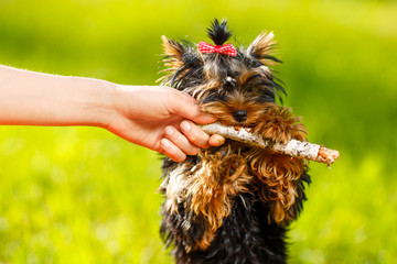 Man pulling stick from dog - small Yorkshire terrier. Summer, park