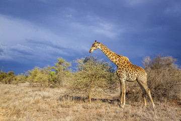 Giraffe in Kruger National park, South Africa