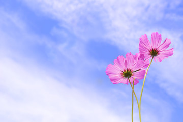 Cosmos flower with blue sky Background.