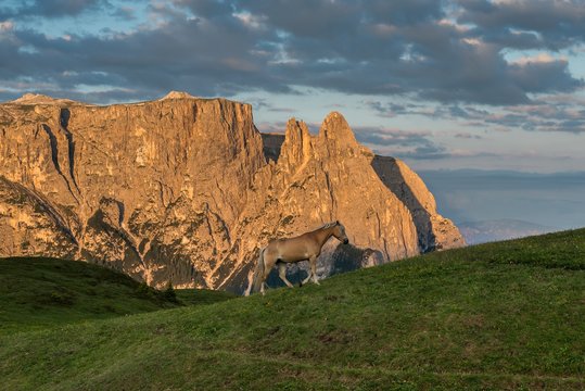 Alpe di Siusi/Seiser Alm, Dolomites, South Tyrol, Italy. Haflinger horse at sunrise on the Alpe di Siusi/Seiser Alm. In the background the peaks of Sciliar/Schlern